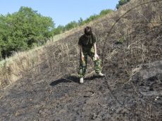 Желтопузик-тракийский_3